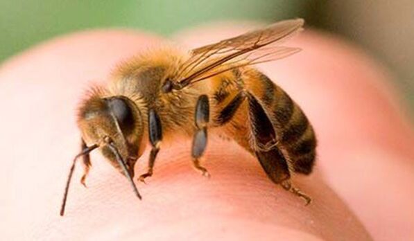 Arı sokması - fallusu büyütmenin aşırı bir yolu